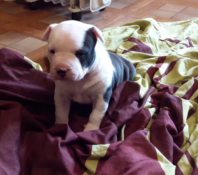 Ironway - Chiot disponible  - American Staffordshire Terrier